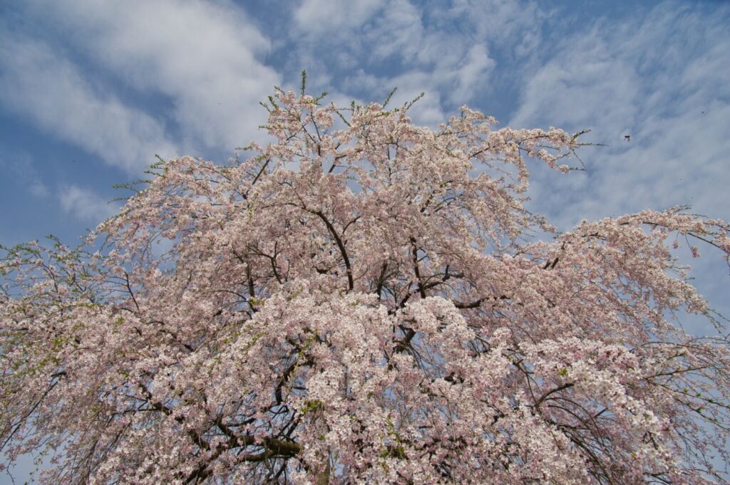 nagabikino-shidare-sakura-not