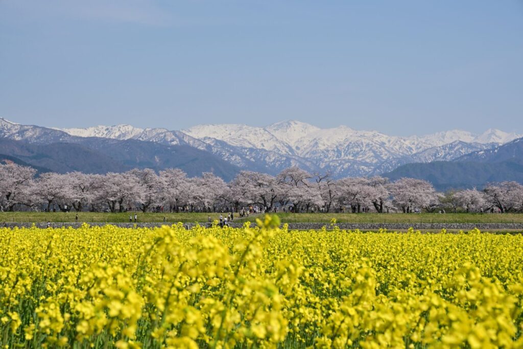 spring-quartet-haru-no-shijuso-asahi