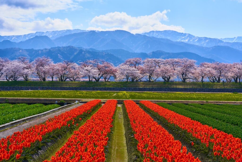 spring-quartet-haru-no-shijuso-asahi